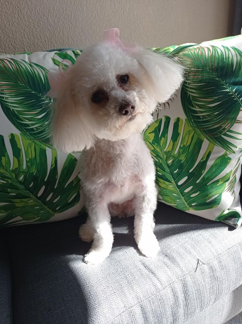 Pika's Pets Grooming Boutique