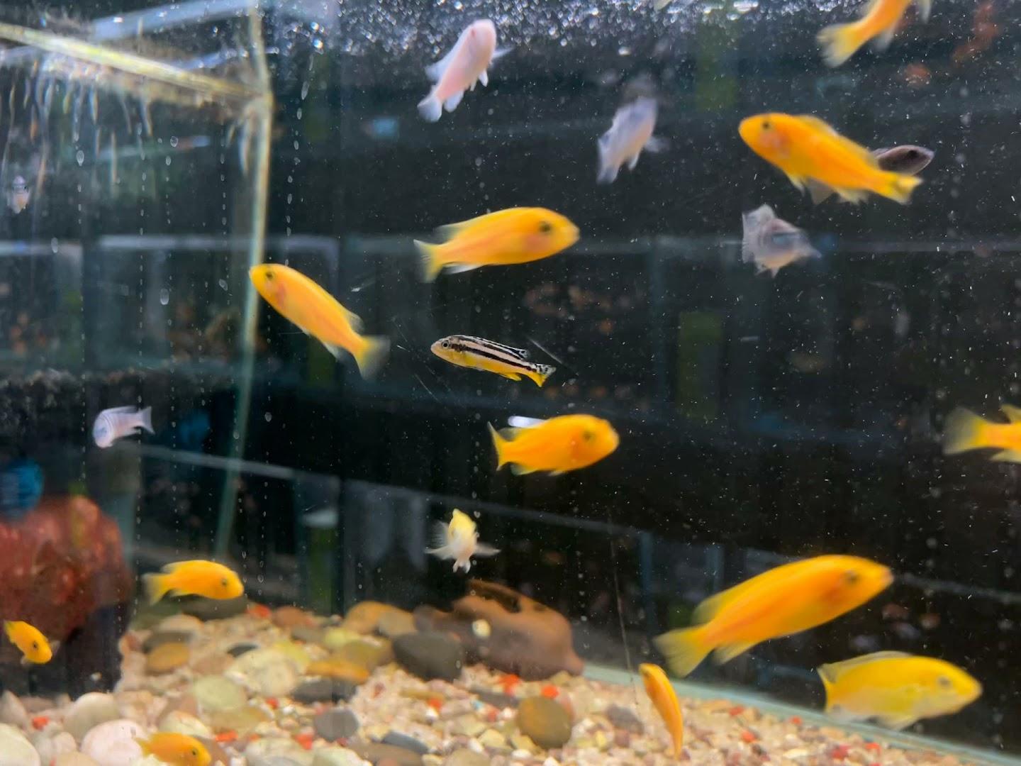 Animal Kingdom Pretoria