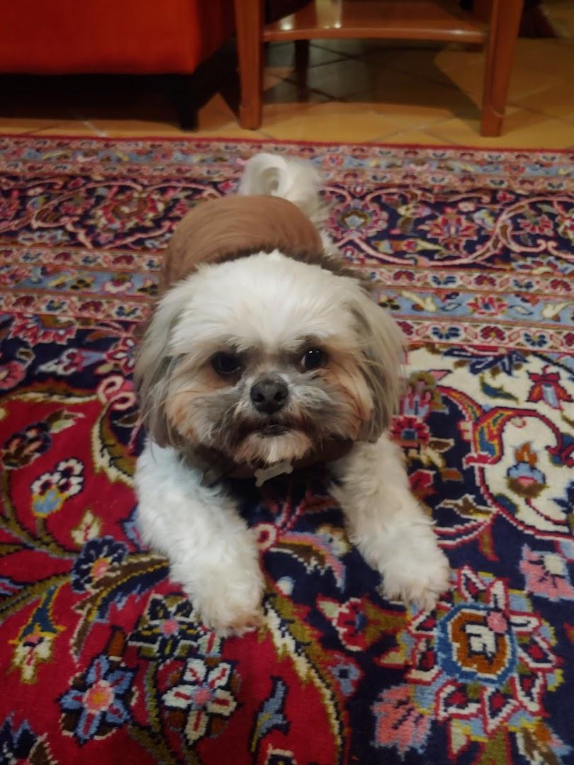 Glen Veterinary Clinic