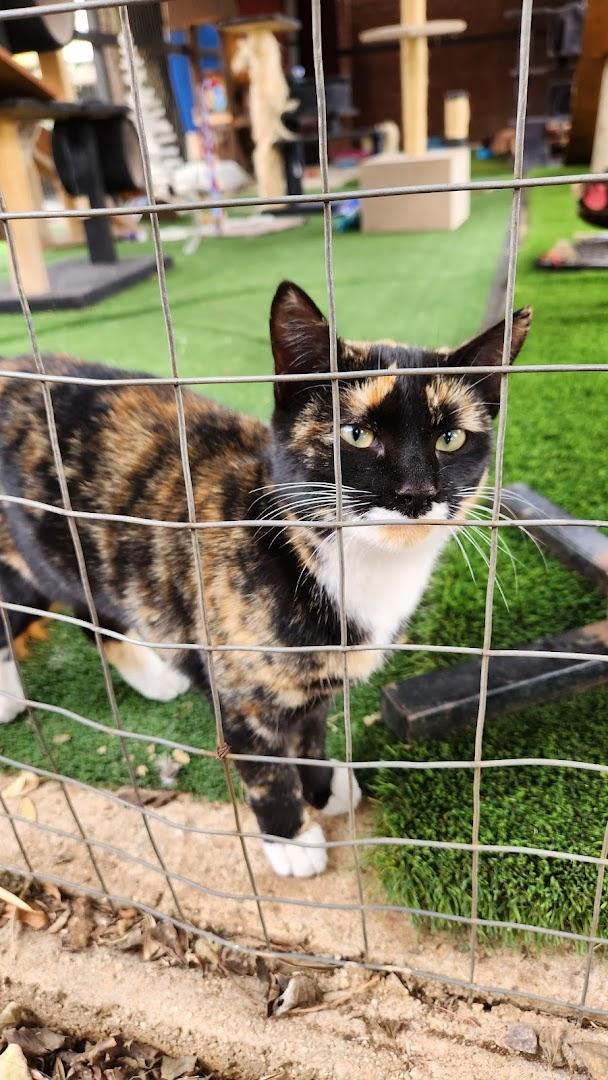 Tshwane SPCA