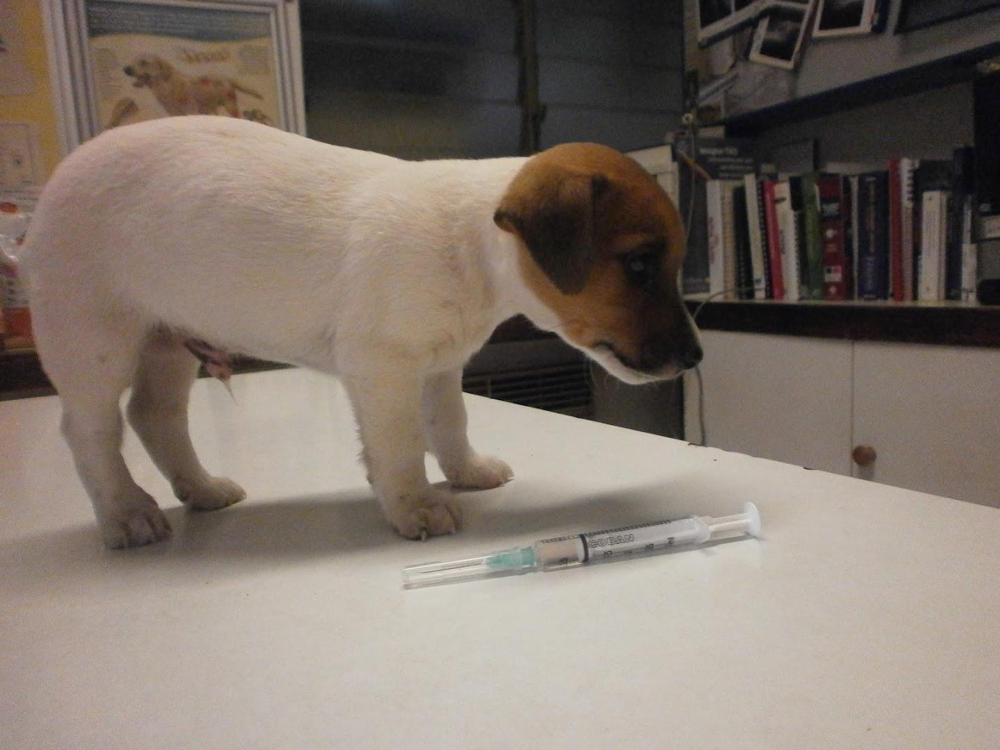 Brooklyn Veterinary Clinic