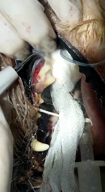 My Pets Vet