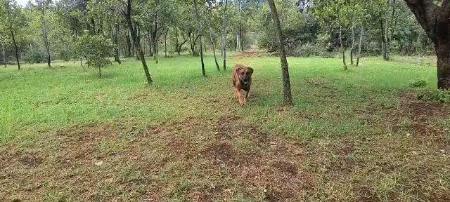 Best Friends Pet Lodge