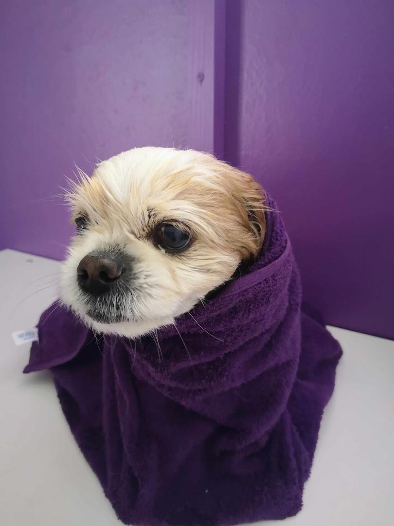 Pawsome 4 Pets - Dog Hotel and Spa (PTY) LTD