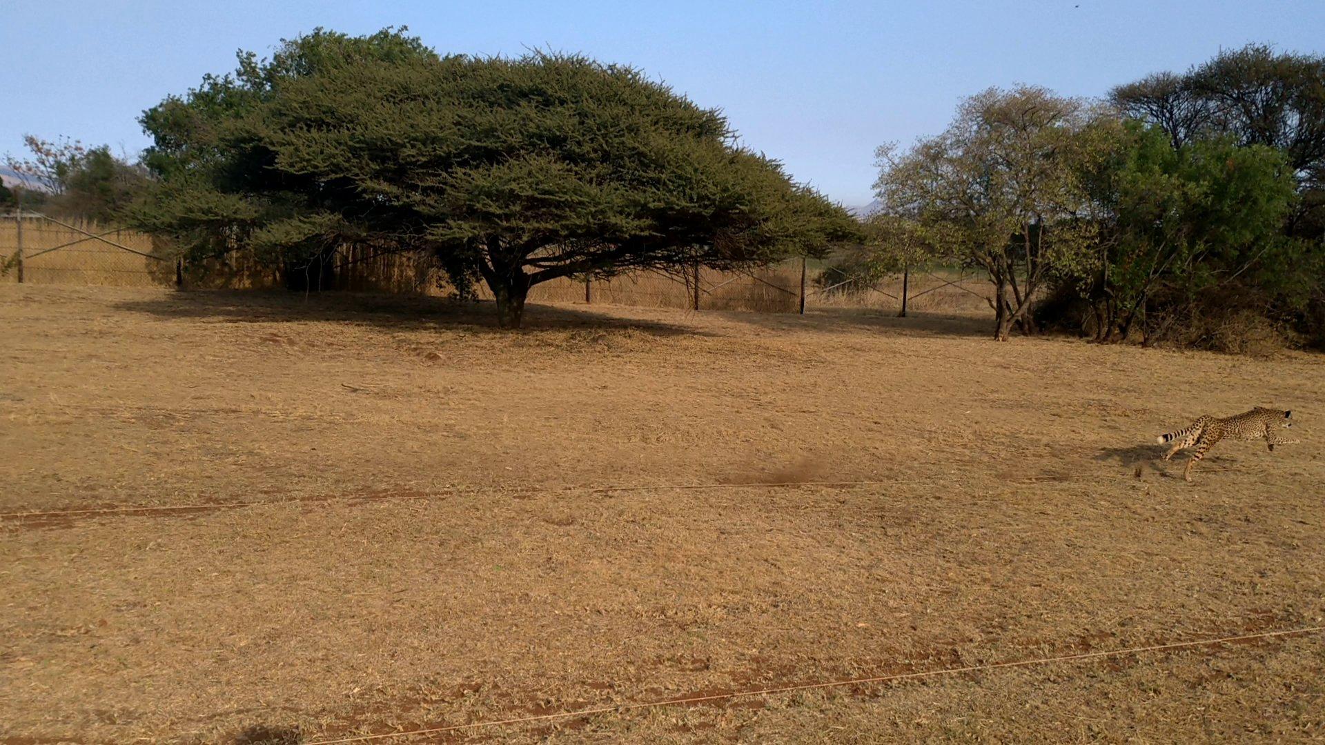 Ann van Dyk Cheetah Centre