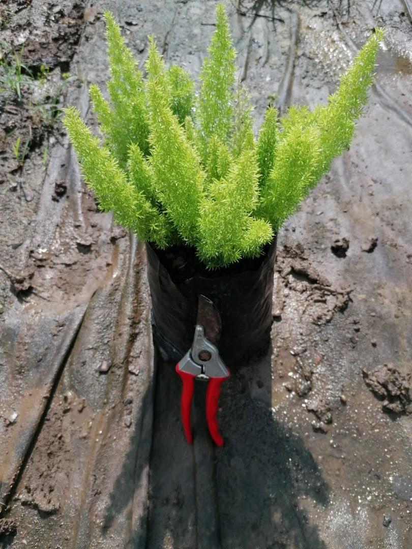 Haakdoorn Nursery