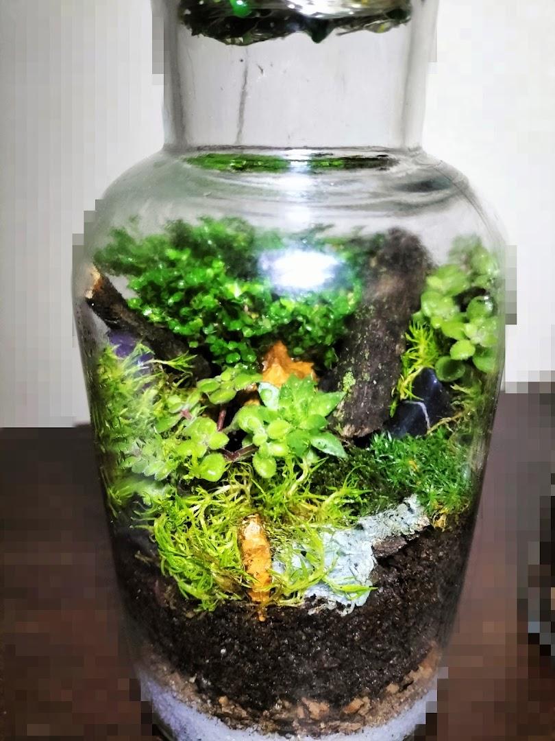 Mr. Terrarium