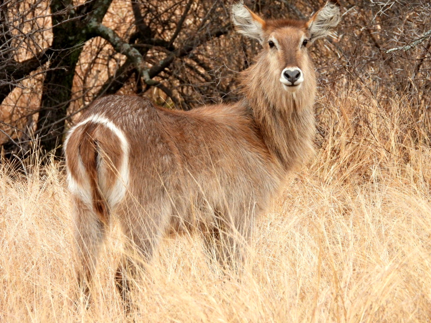 Gauteng Game Drives