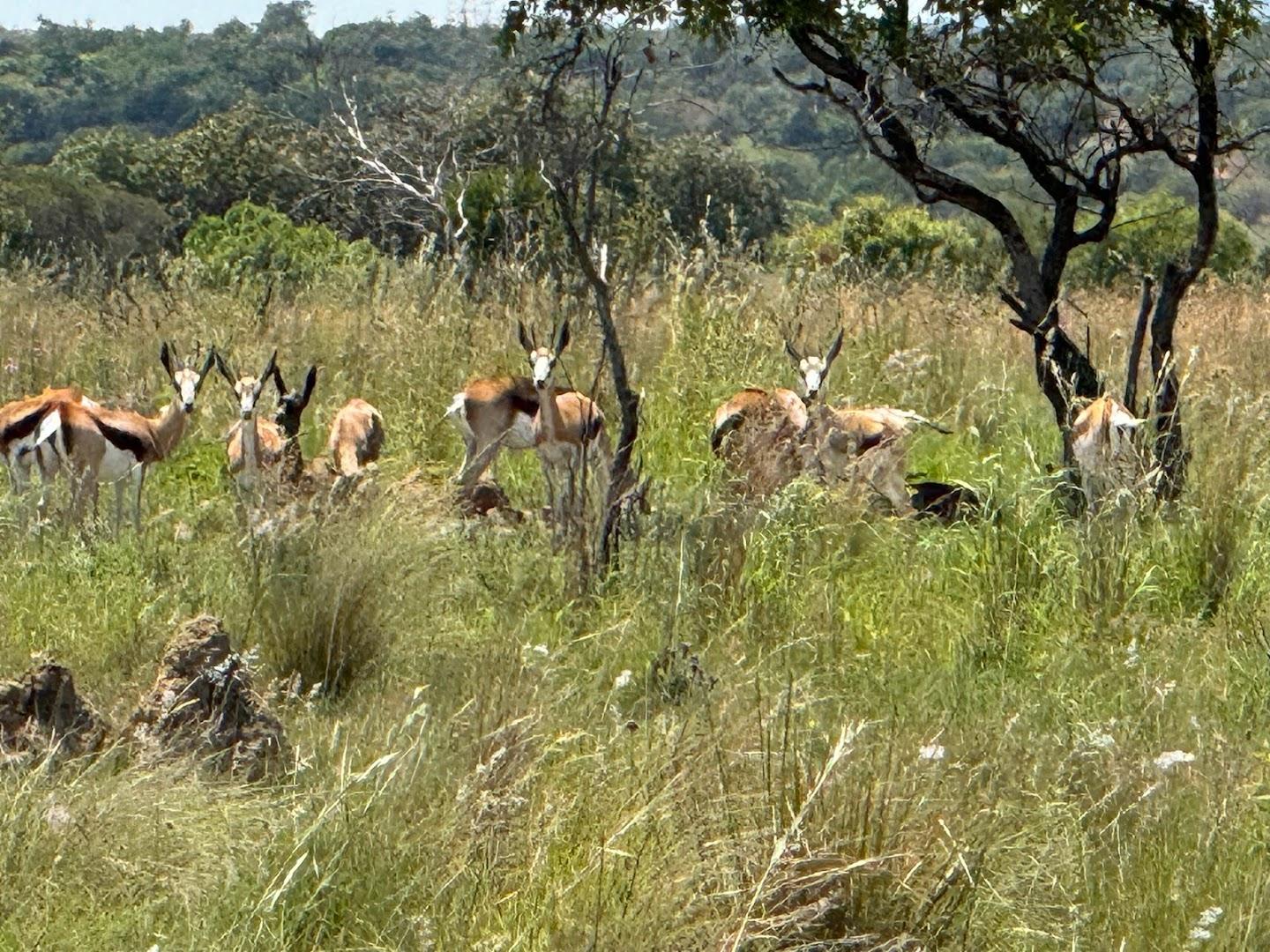 Leeuwdraai Safari