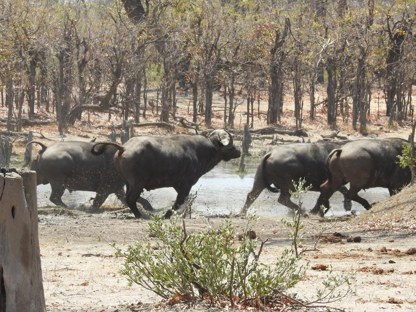 Afrikaya Leisure Travel