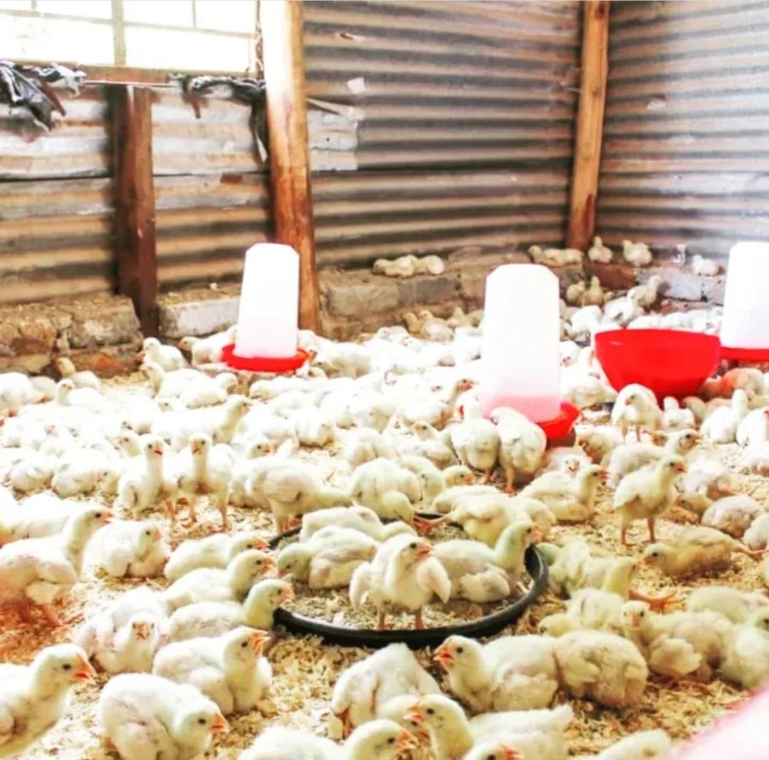 Tembe poultry
