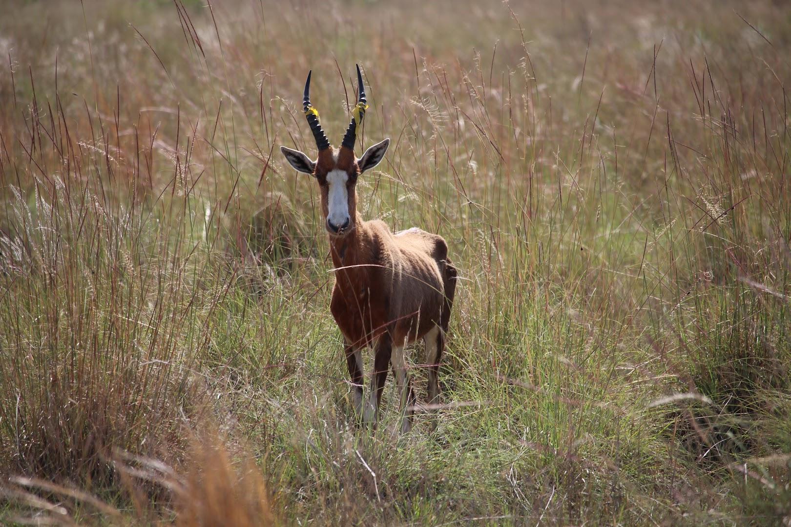 Rocky Ridge Game Farm Cullinan