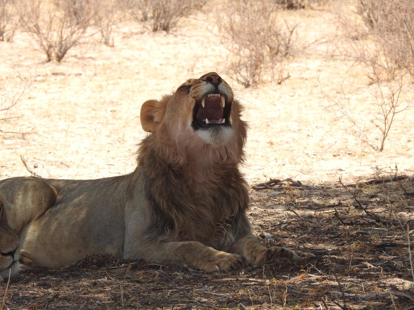 Safarica Adventures