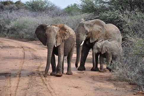 Isilwane Bush Camp / Lodge - Dinokeng Big 5 Game Reserve - Gauteng