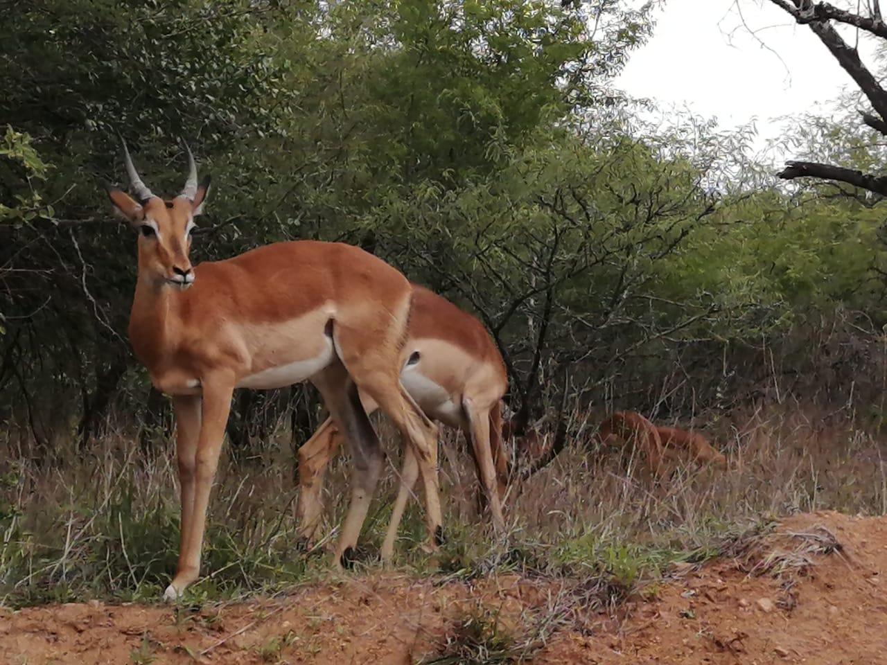African Drive Travel &amp; Tours