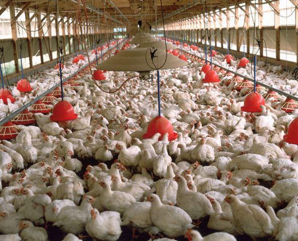 MOHWADUBA MOSIA CHICKEN &amp; EGGS FARM