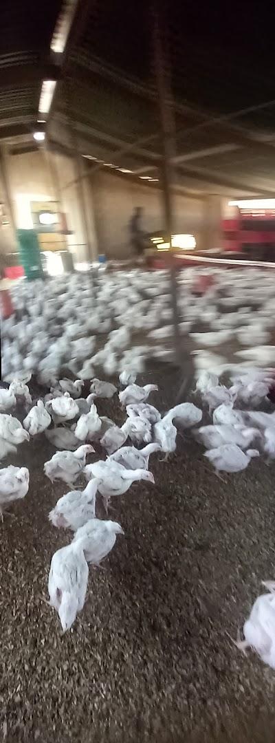 EDZI BROILER FARM AND FEEDS