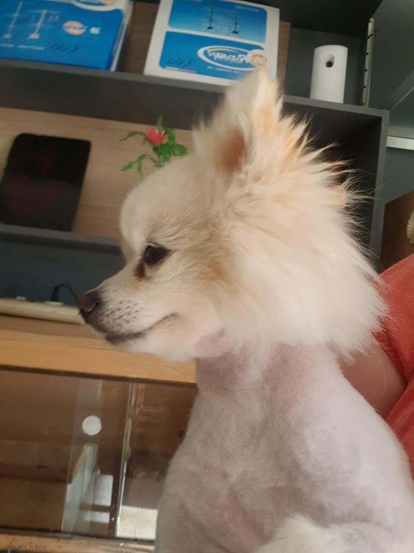 Clara's Petshop &amp; Doggy Parlour