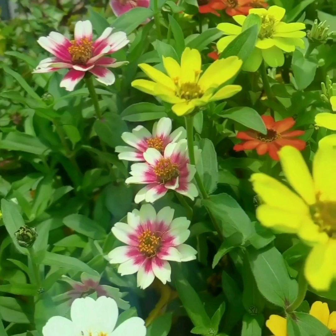 Plant Elite Nursery &amp; Gift Shop