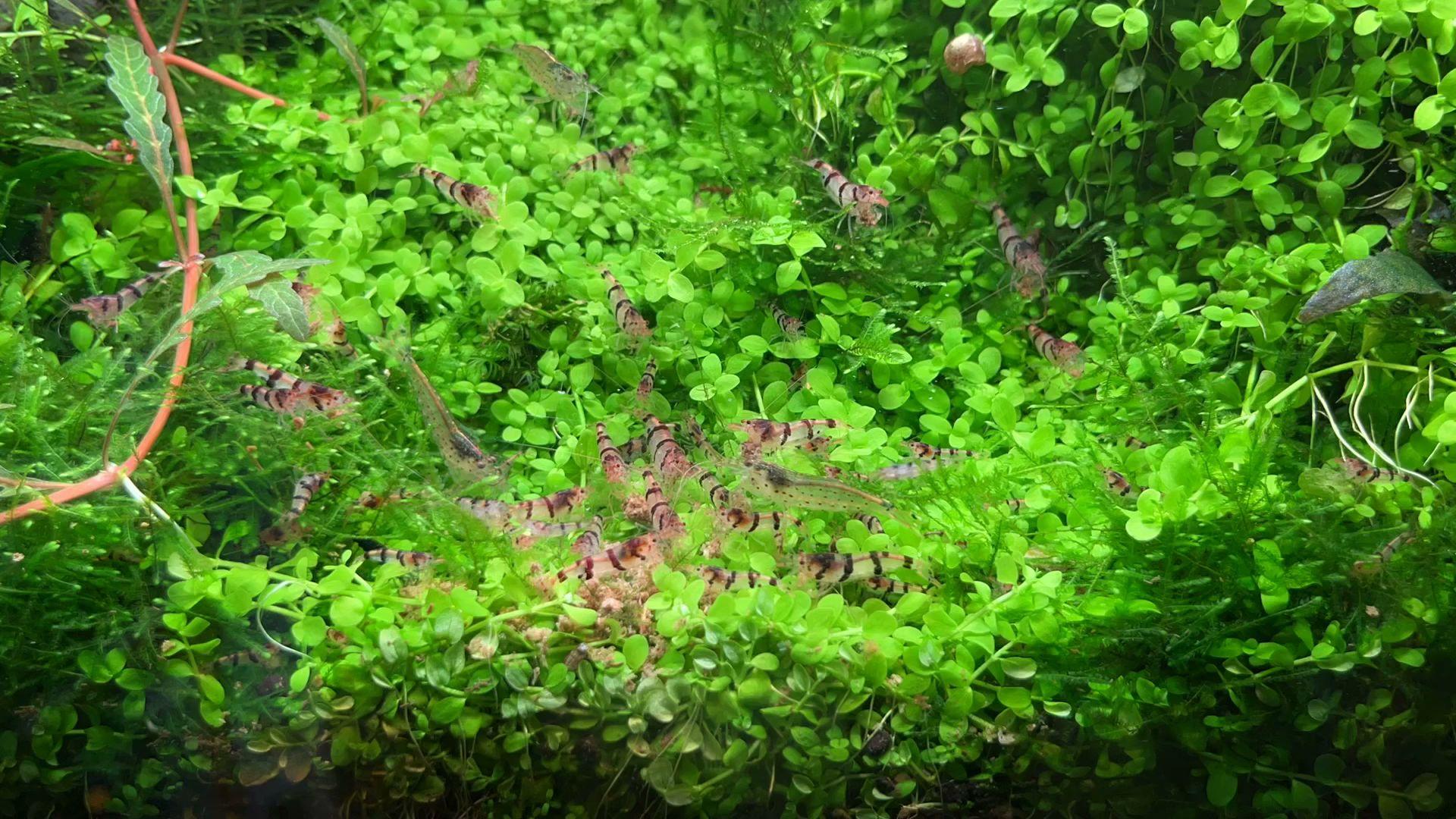 Saturn Shrimp &amp; Aquascaping