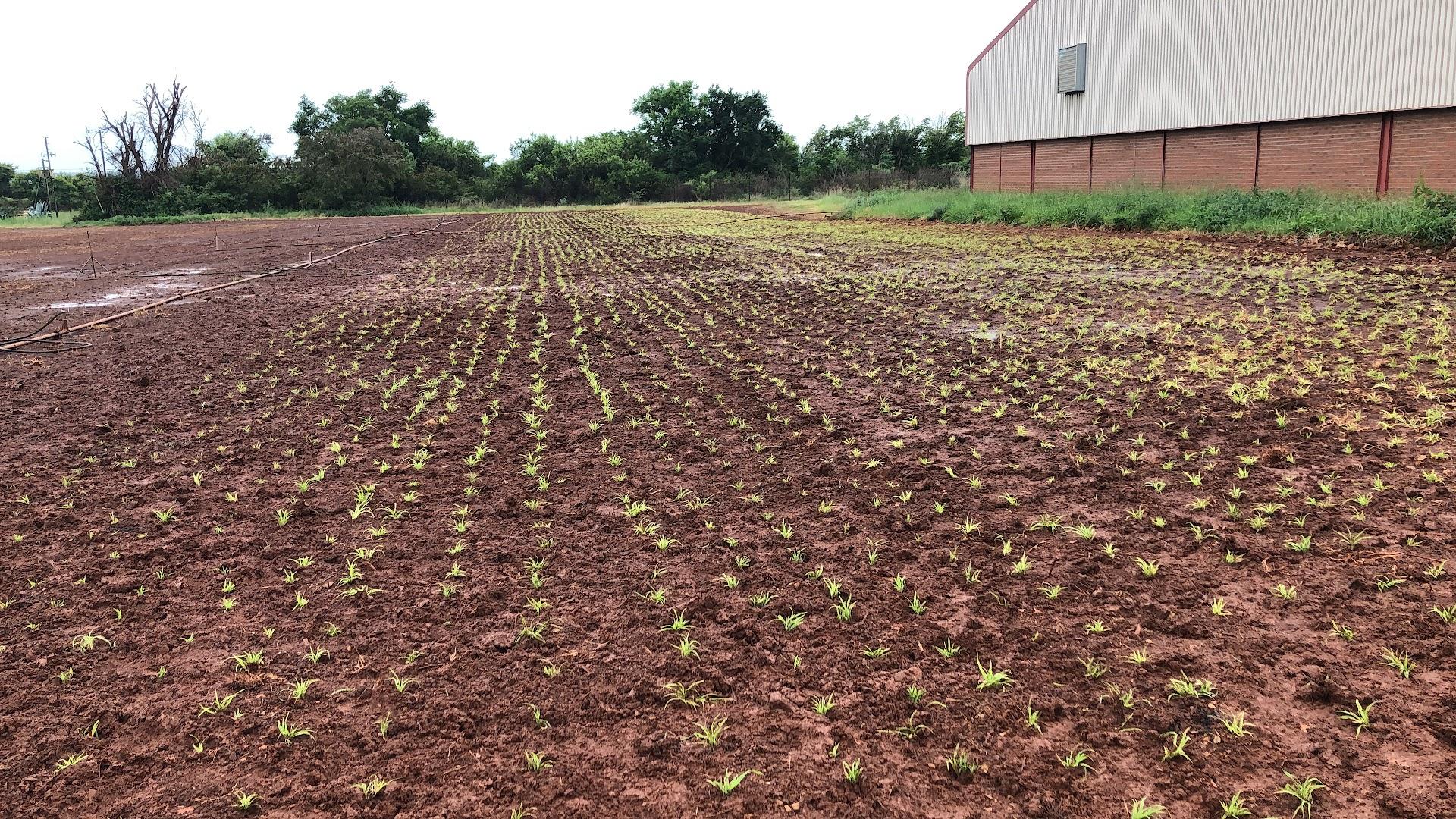 Quick Lawn Pta Collections