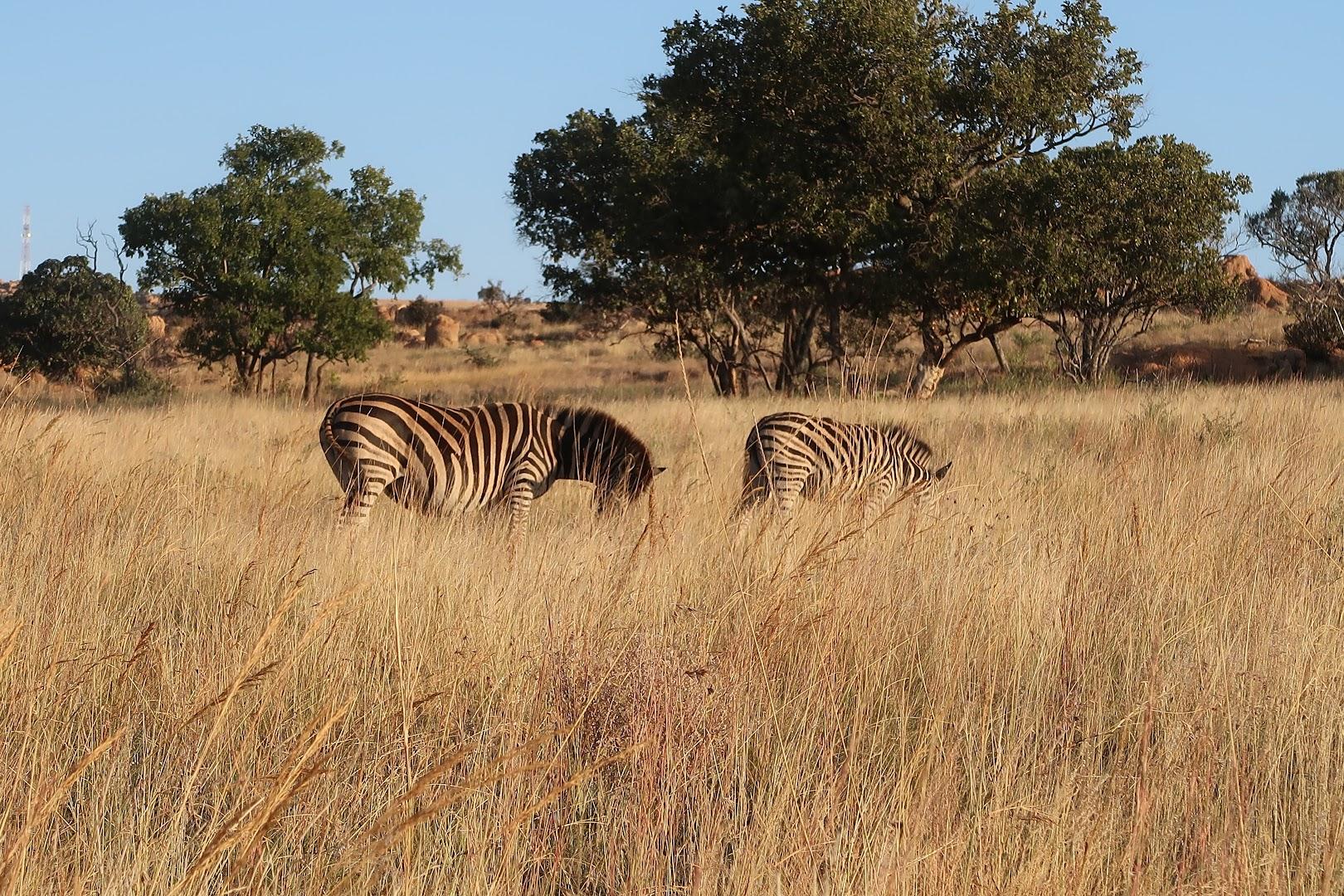 Dinokeng Game Reserve