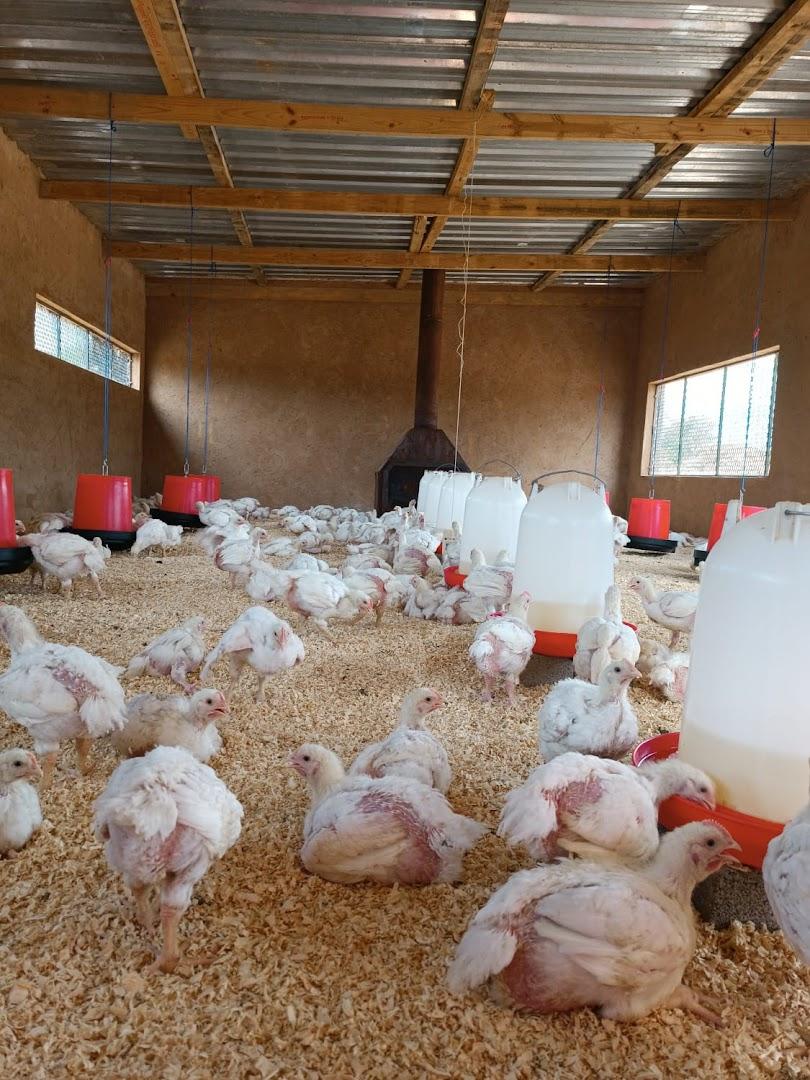 Eggxactly Poultry and Vegetable Farm