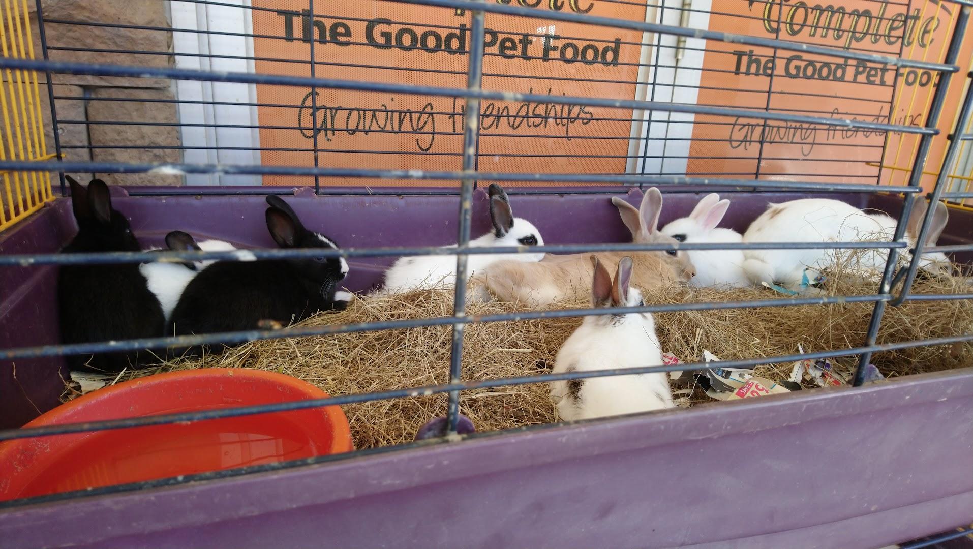 Dezi's Petshop