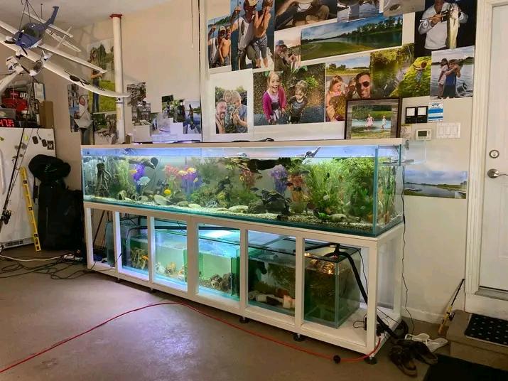 Aquatic tanks and Autoglass