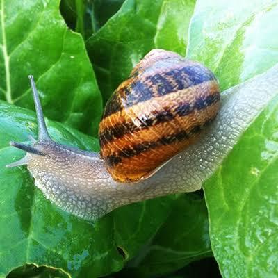 BRC Snails