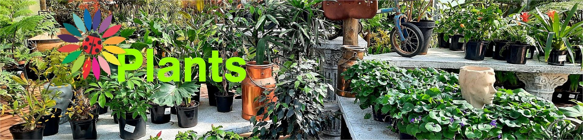Garden Mecca