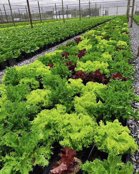Go Gourmet Hydroponics Farm