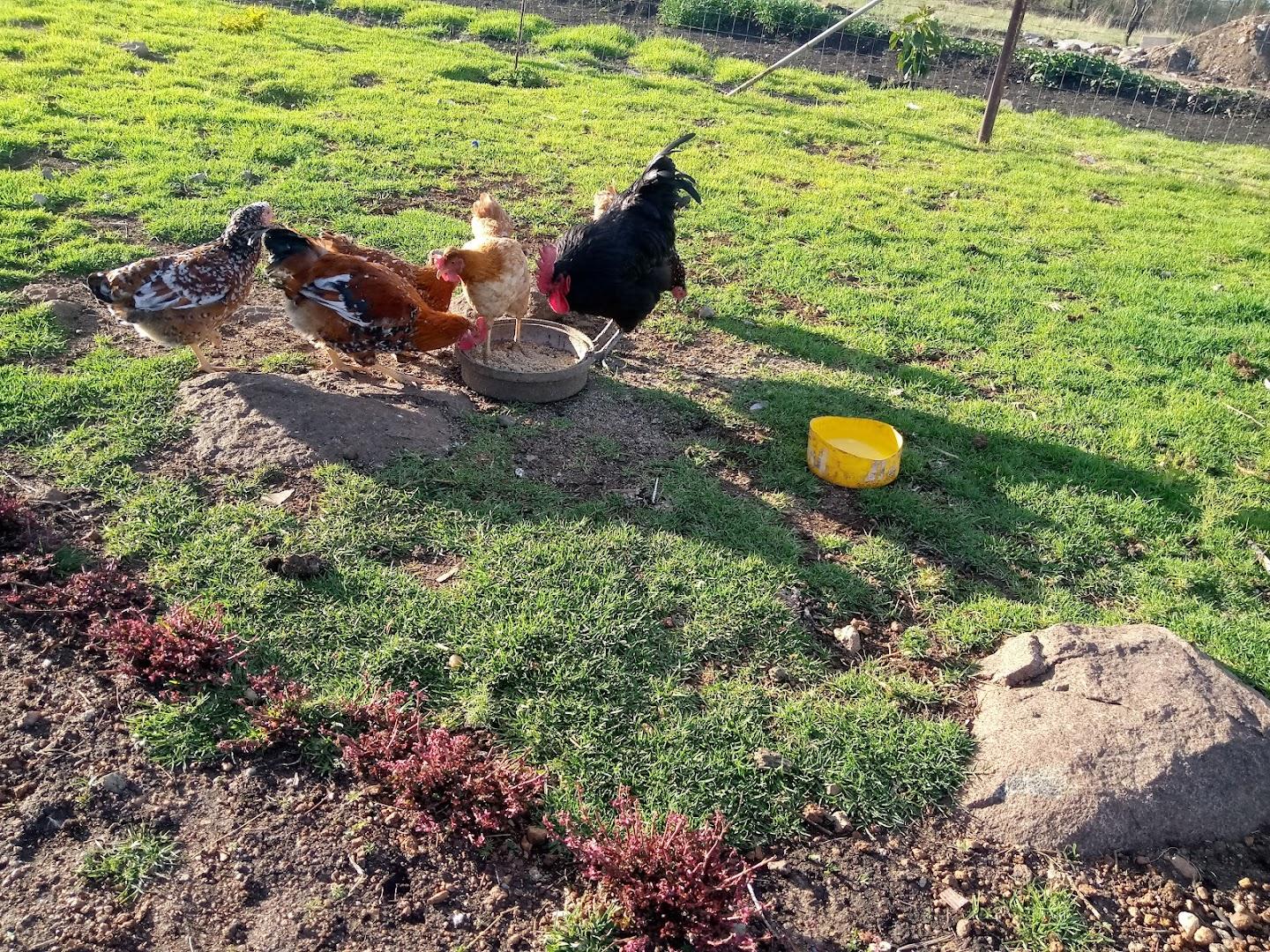 Amarula Poultry Farm Projects