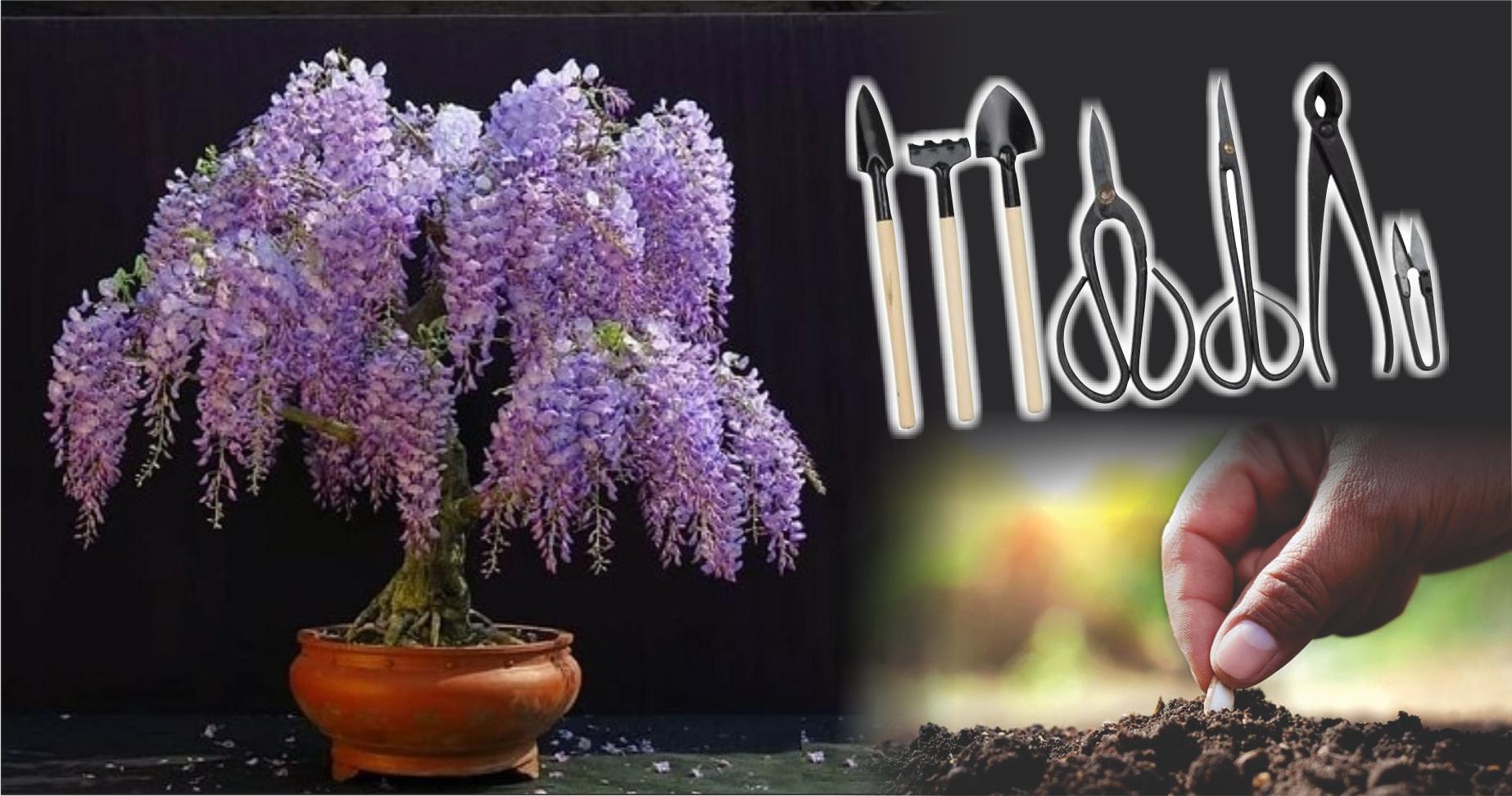 Wild Nature Plants and Seed