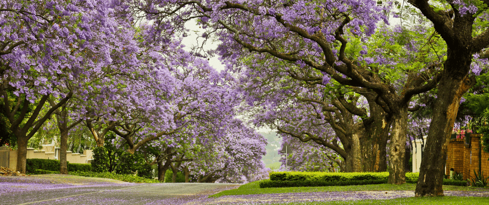 Where To See The Jacarandas In Bloom In Pretoria