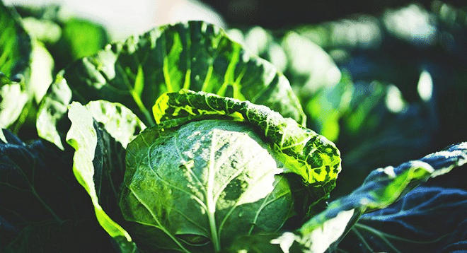 Where To Buy Organic Produce and Products in Pretoria