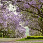 Where To See The Jacarandas In Bloom In Pretoria