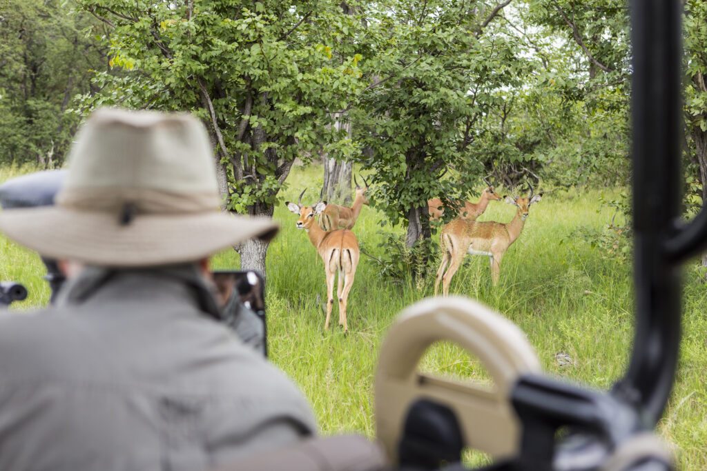 Game-Viewing in Pretoria: A Wildlife Enthusiast’s Guide
