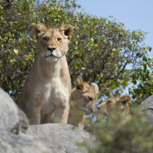 Lioness and lion cubs in Serengeti National Park, Tanzania, Africa