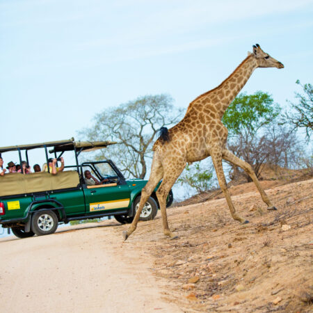 KRUGER NATIONAL PARK, SOUTH AFRICA, November 5, 2016 - Giraffe running across road as tourists on safari vacation take photographs